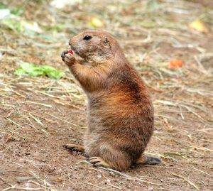 Prairie Dog Eating
