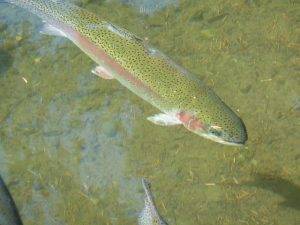Trout