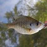 Bluegills