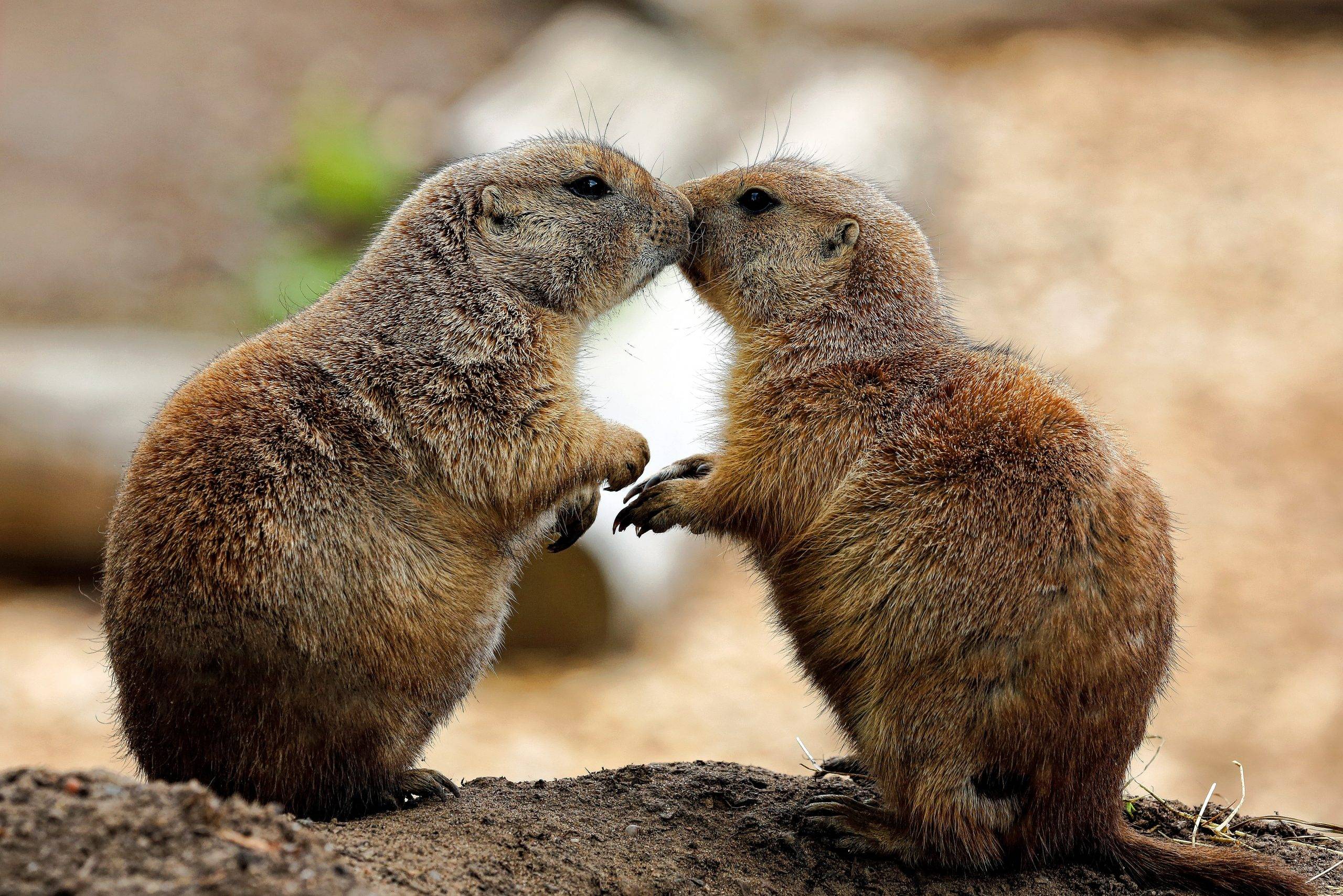 Prairie Dogs Wild Animals In AZ